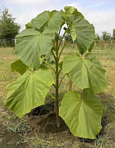 Extra clean paulownia elongata - clean,